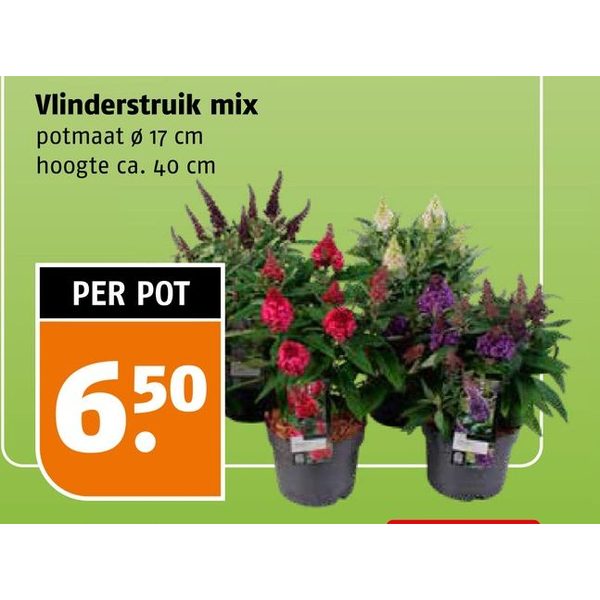Vlinderstruik mix