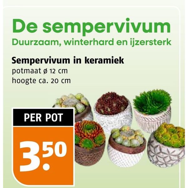 Sempervivum in keramiek