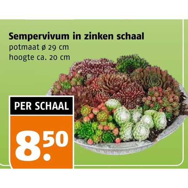 Sempervivum in zinken schaal