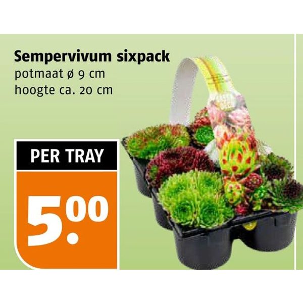 Sempervivum sixpack