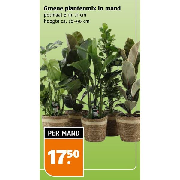 Groene plantenmix in mand
