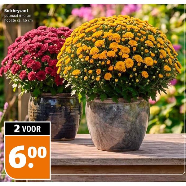 Bolchrysant
