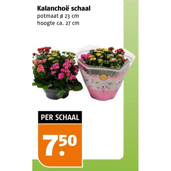 Kalanchoë schaal