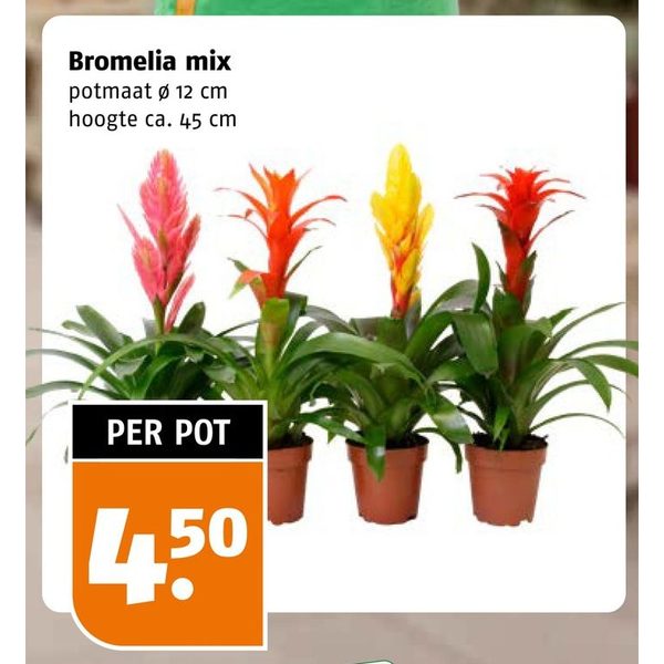 Bromelia mix