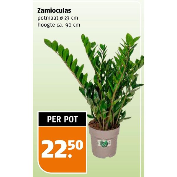 Zamioculcas
