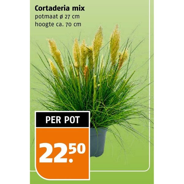 Cortaderia mix