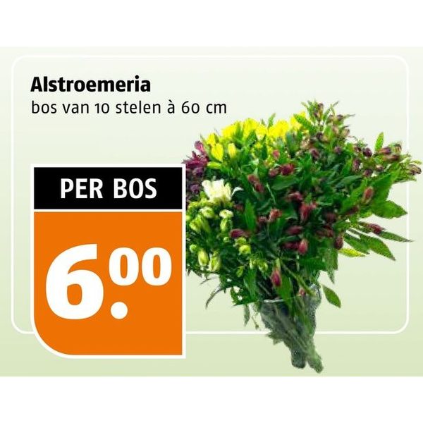 Alstroemeria