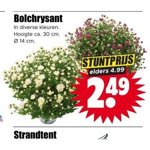 Bolchrysant