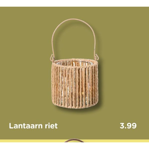 Lantaarn riet